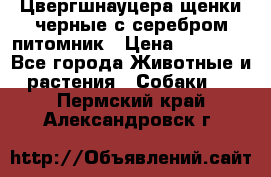 Цвергшнауцера щенки черные с серебром питомник › Цена ­ 30 000 - Все города Животные и растения » Собаки   . Пермский край,Александровск г.